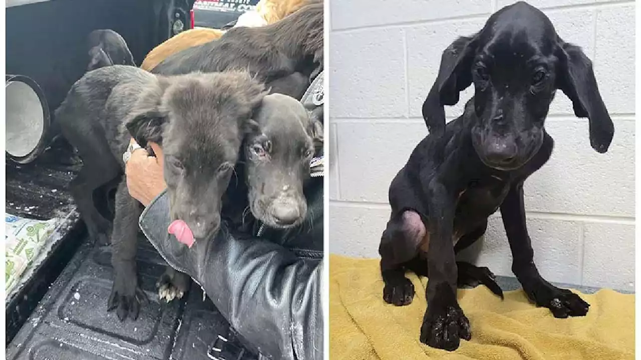 Multiple dogs found severely neglected, given to Idaho animal shelter