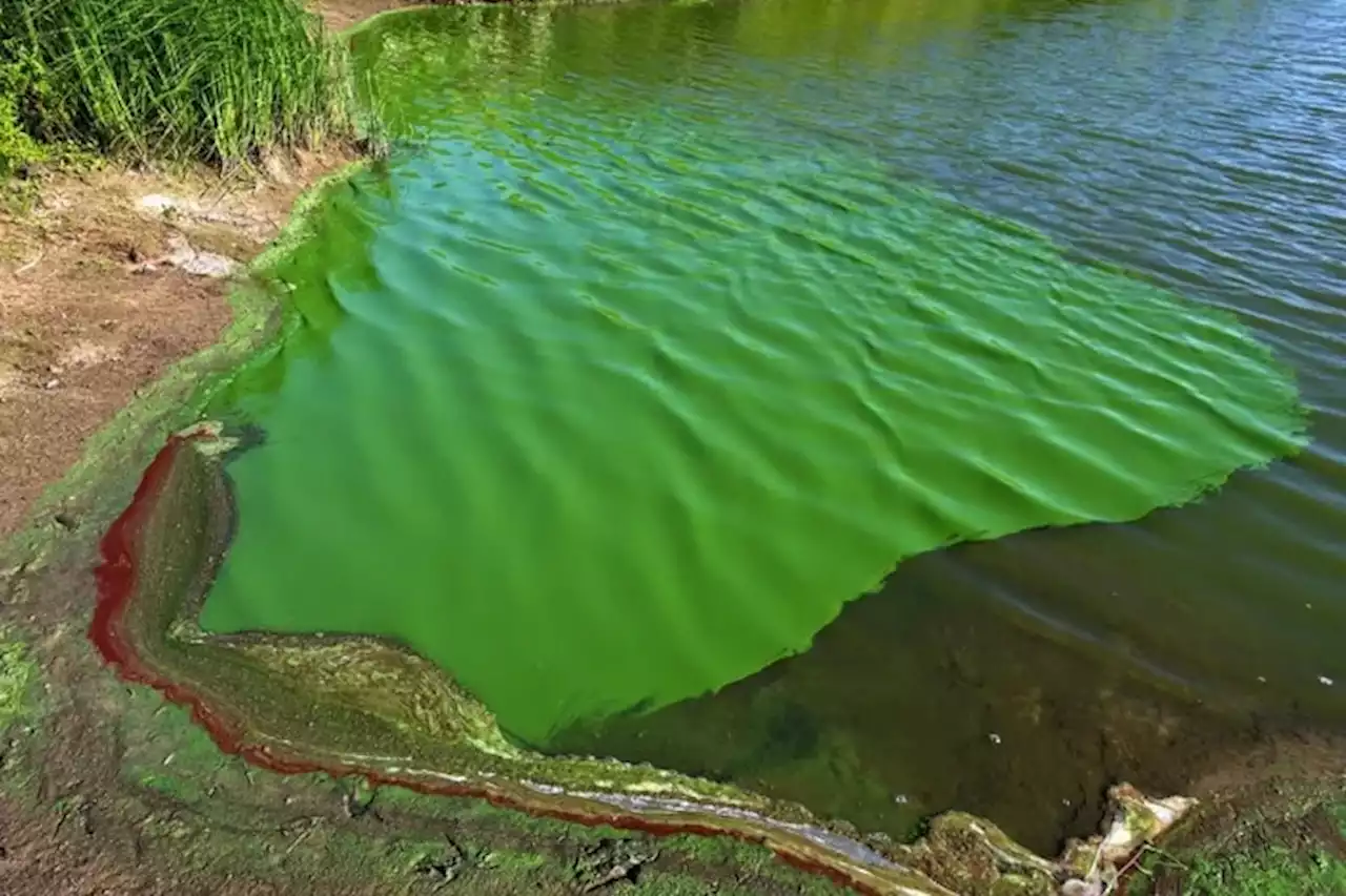 Alerta en el Río de la Plata: qué son las cianobacterias, síntomas y riesgos