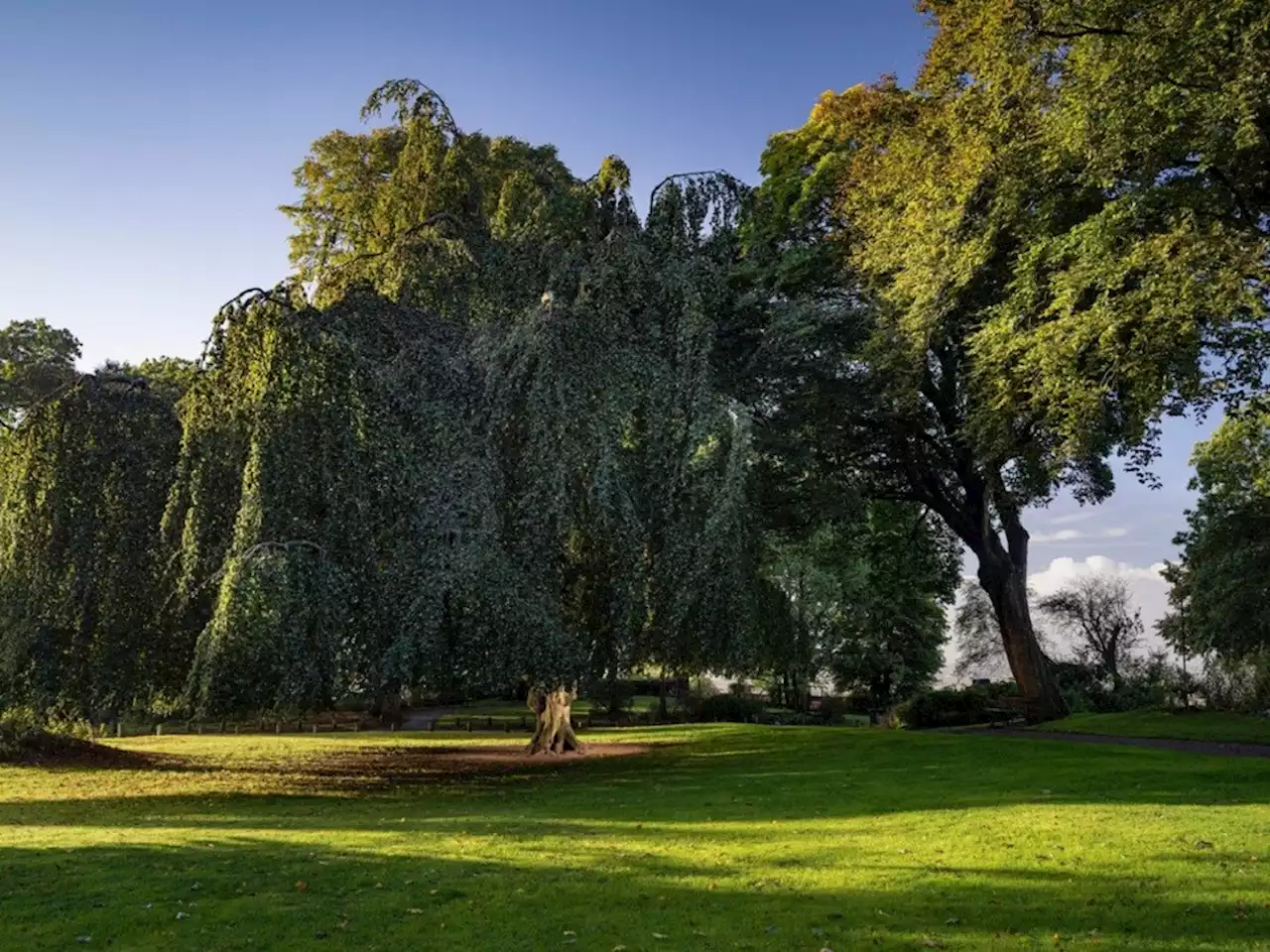 Cet arbre situé dans le Nord sera-t-il maintenant le plus beau d'Europe ?