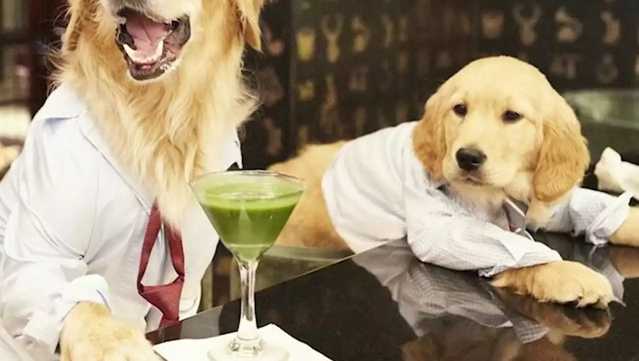 Ces restaurants où il vous est désormais possible d'inviter votre chien à dîner