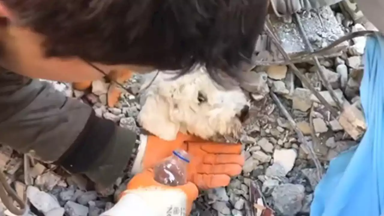 [VIDEO] El emocionante rescate de un perrito entre los escombros del terremoto