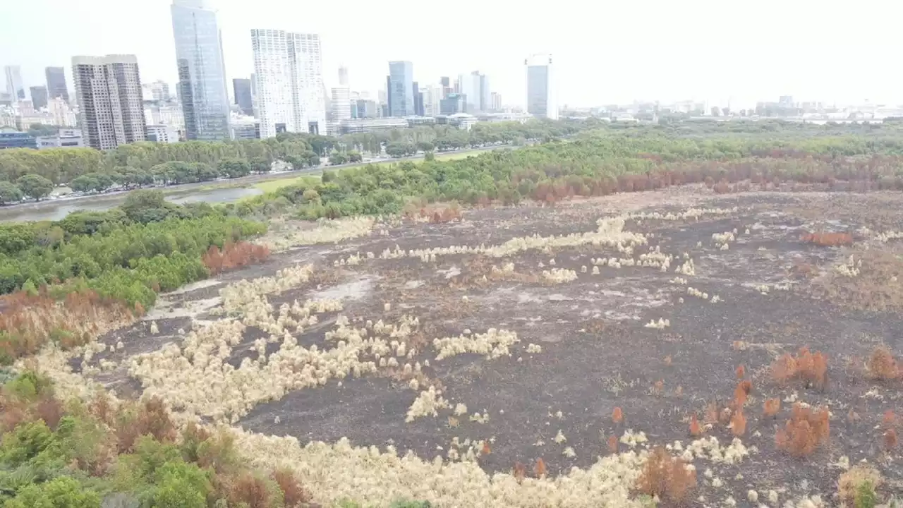 Aseguran que el incendio en la Reserva Ecológica Costanera Sur fue intencional