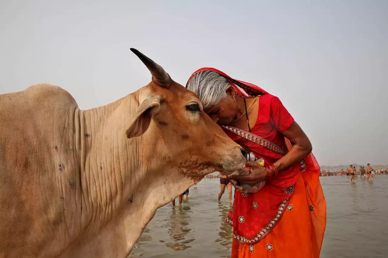 This Valentine's Day, the Indian Government Wants Its Citizens to Hug a Cow