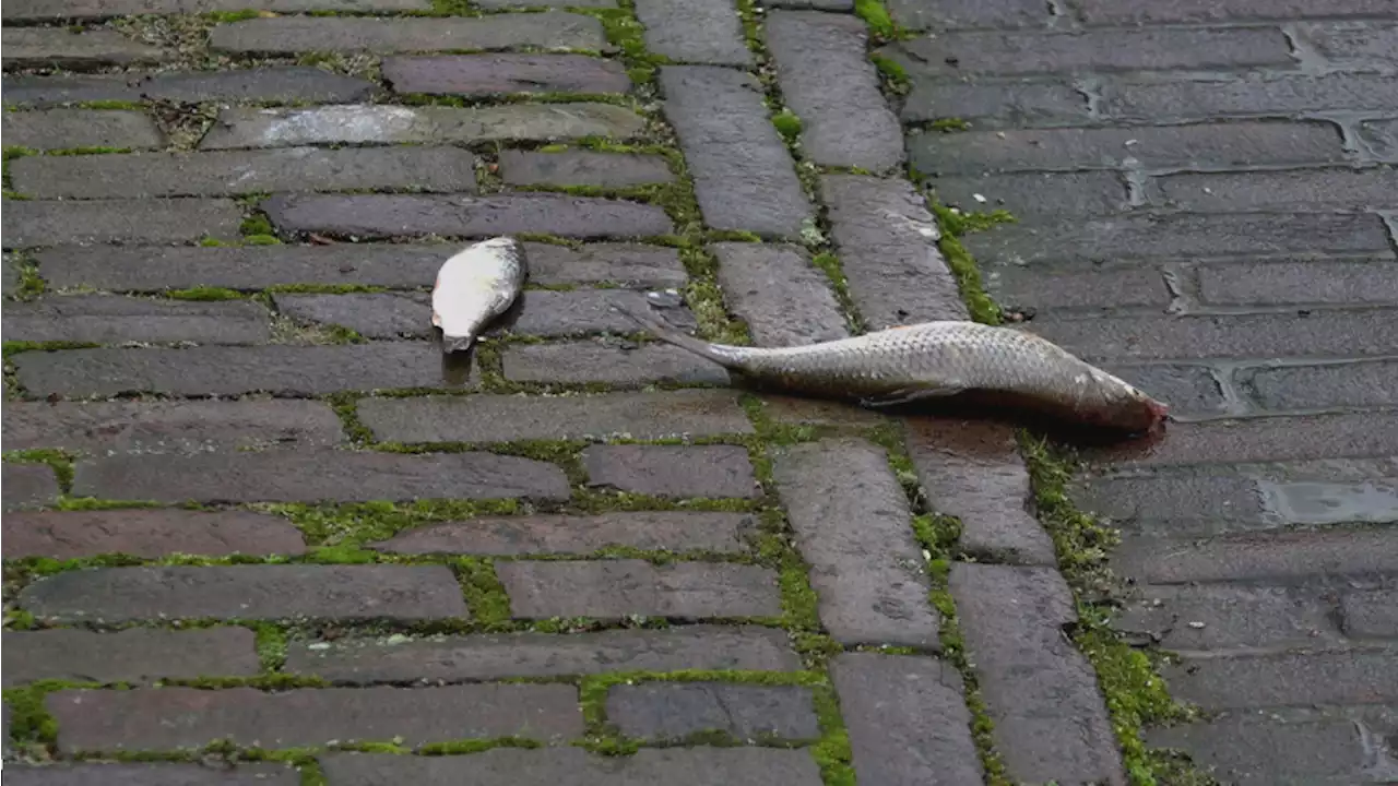 Vier vragen (én antwoorden) over de grote hoeveelheid vissen in Enkhuizen