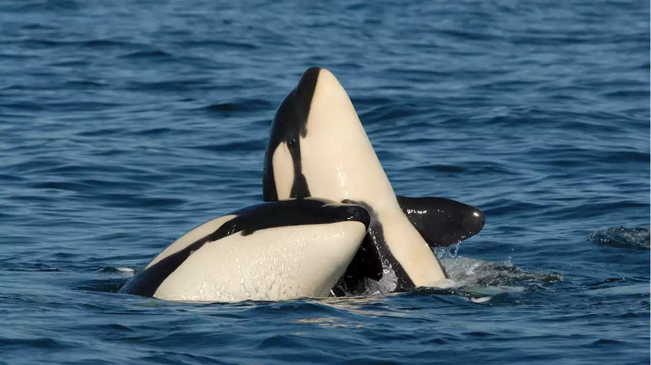 Killer whale moms are still supporting their adult sons — and it's costing them