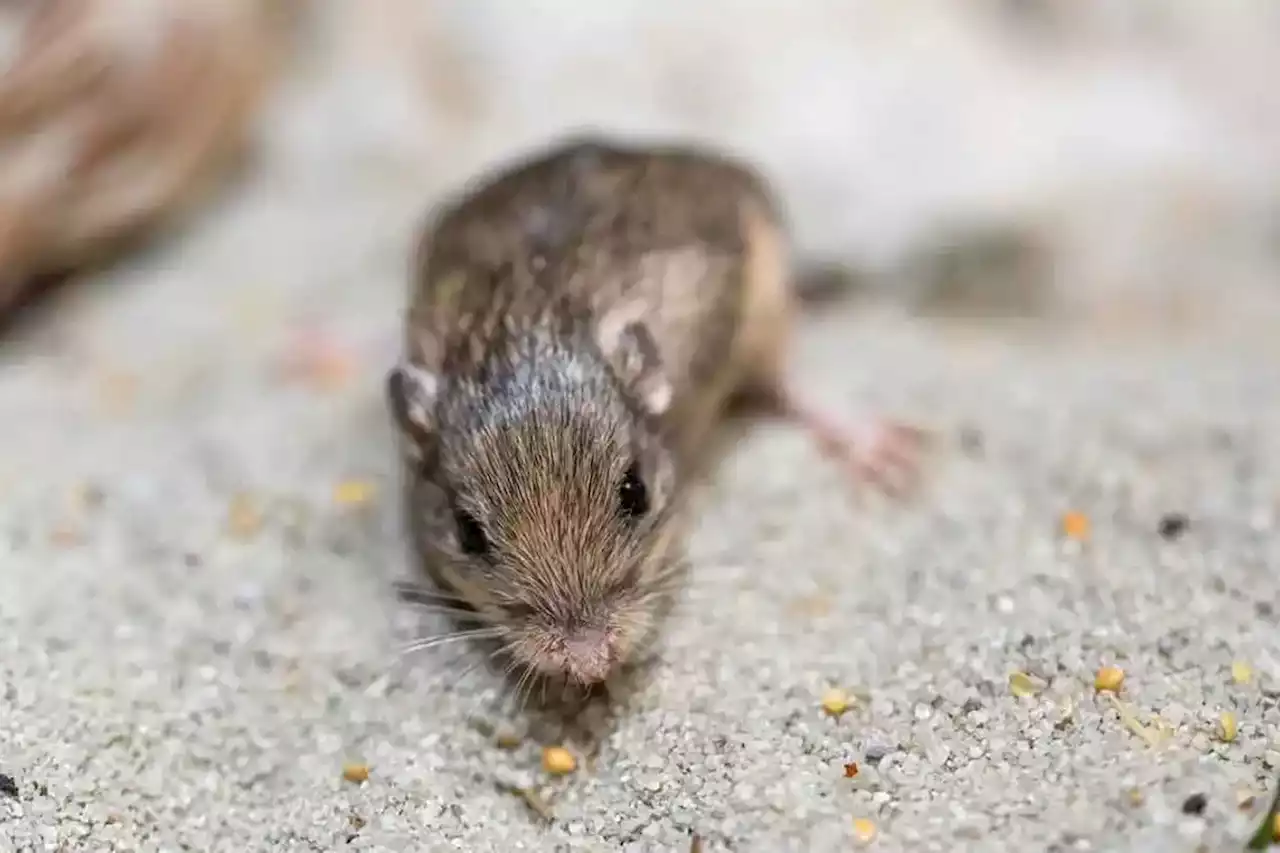 Guinness World Record for oldest mouse in human care awarded to California critter