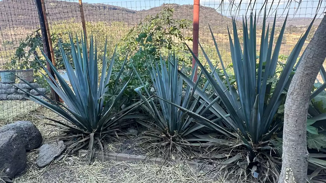 Cultivo de agave en Guanajuato no es una amenaza, asegura Confederación Nacional del Campo