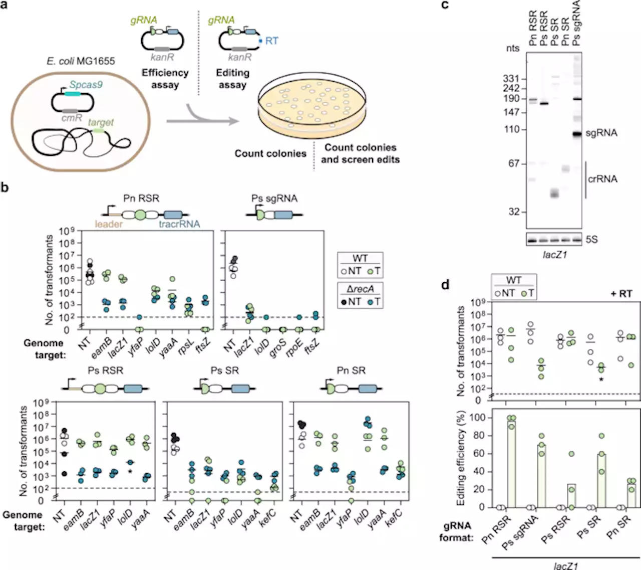 Systematically attenuating DNA targeting enables CRISPR-driven editing in bacteria - Nature Communications