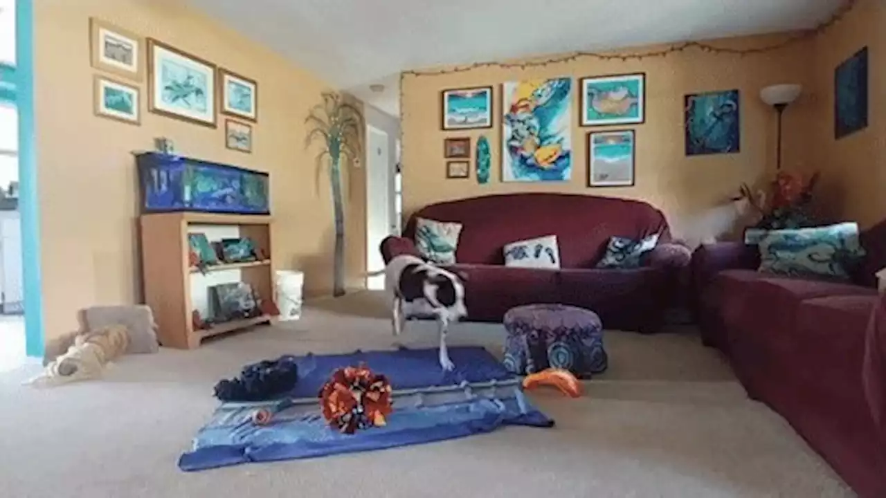 Dogs Demonstrate Creativity, Too