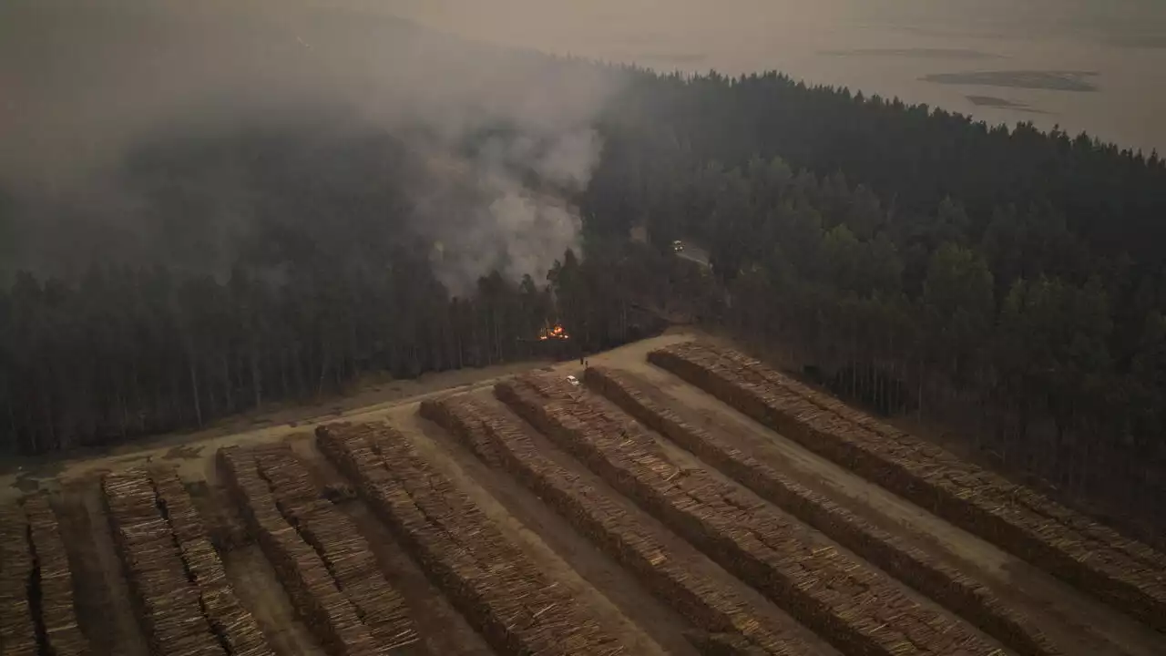 Incendies: la spécificité du Chili, ce sont ses cultures de pins et d'eucalyptus