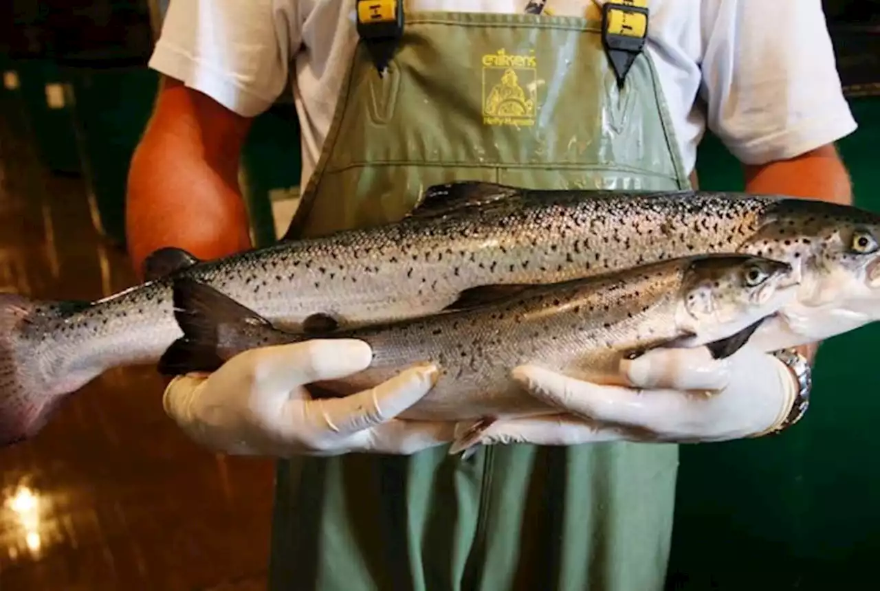 AquaBounty ditching genetically modified fish in favour of salmon eggs at P.E.I. facility | SaltWire