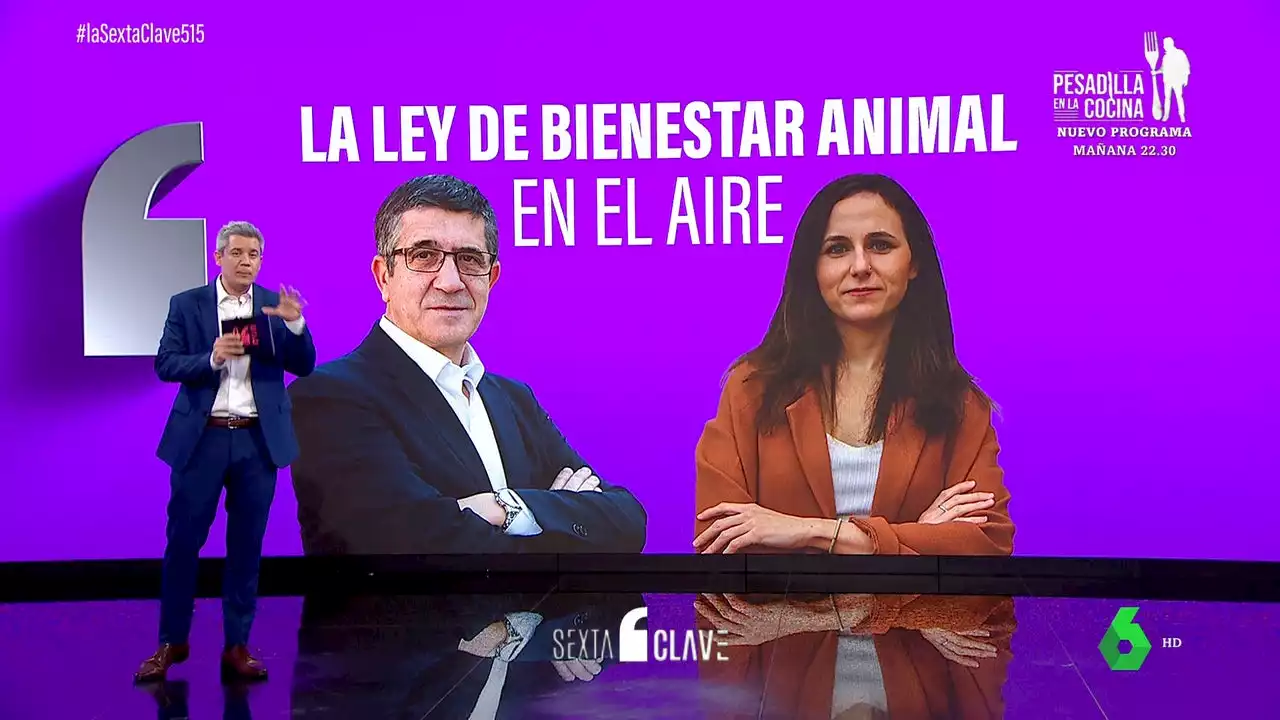 Las claves de la nueva ley de bienestar animal: ¿podré seguir teniendo un hámster?