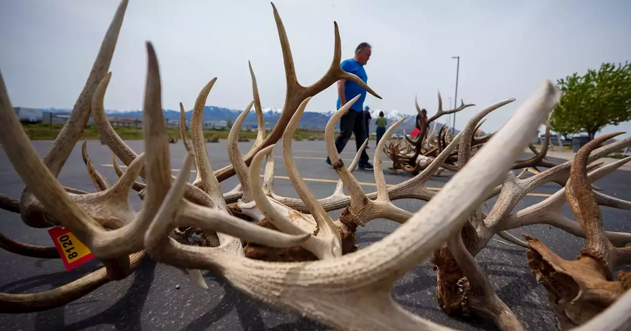 DWR shuts down antler gathering to protect Utah’s big game