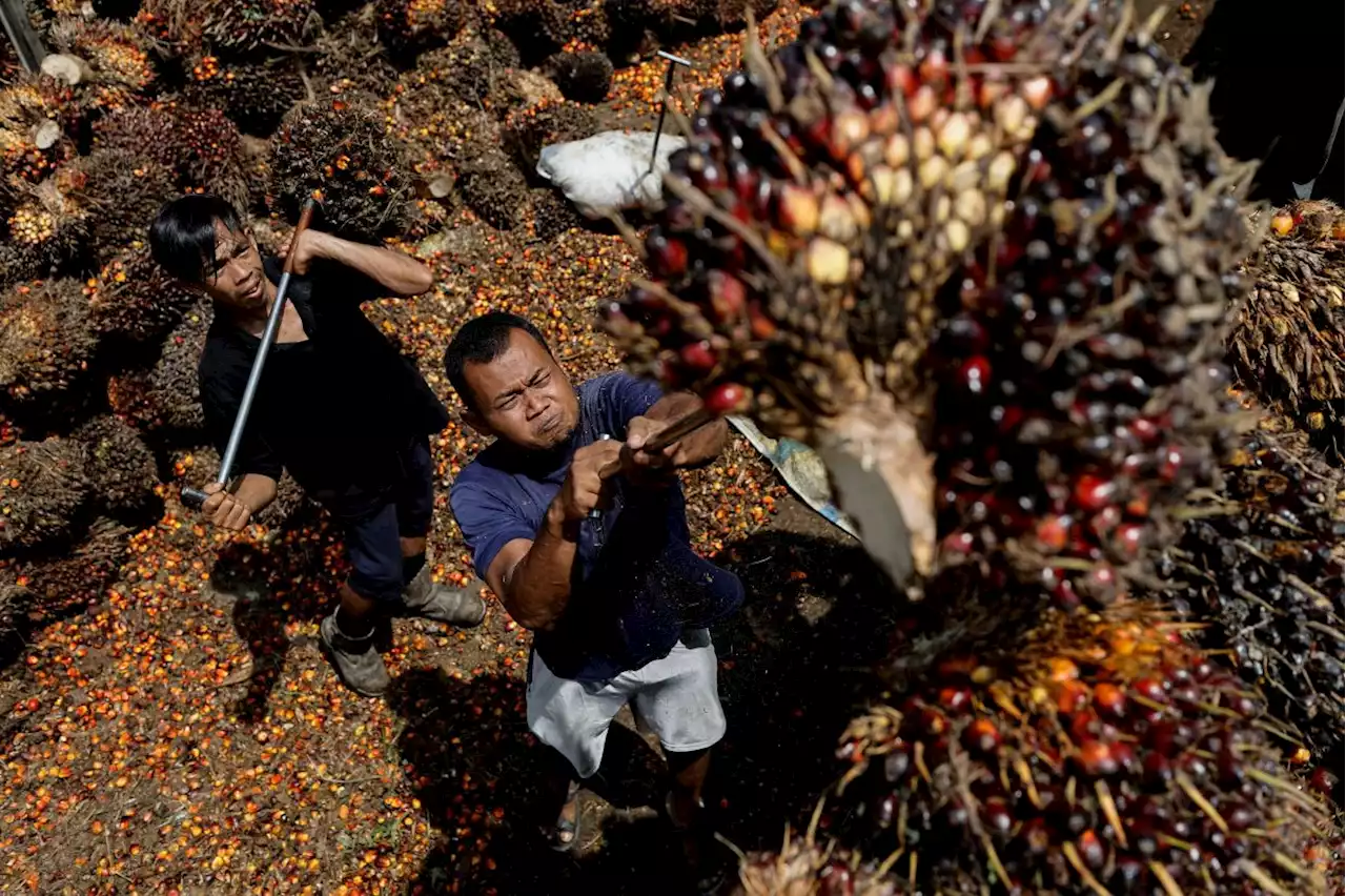 Indonesia, Malaysia to send palm oil envoys to EU over deforestation law