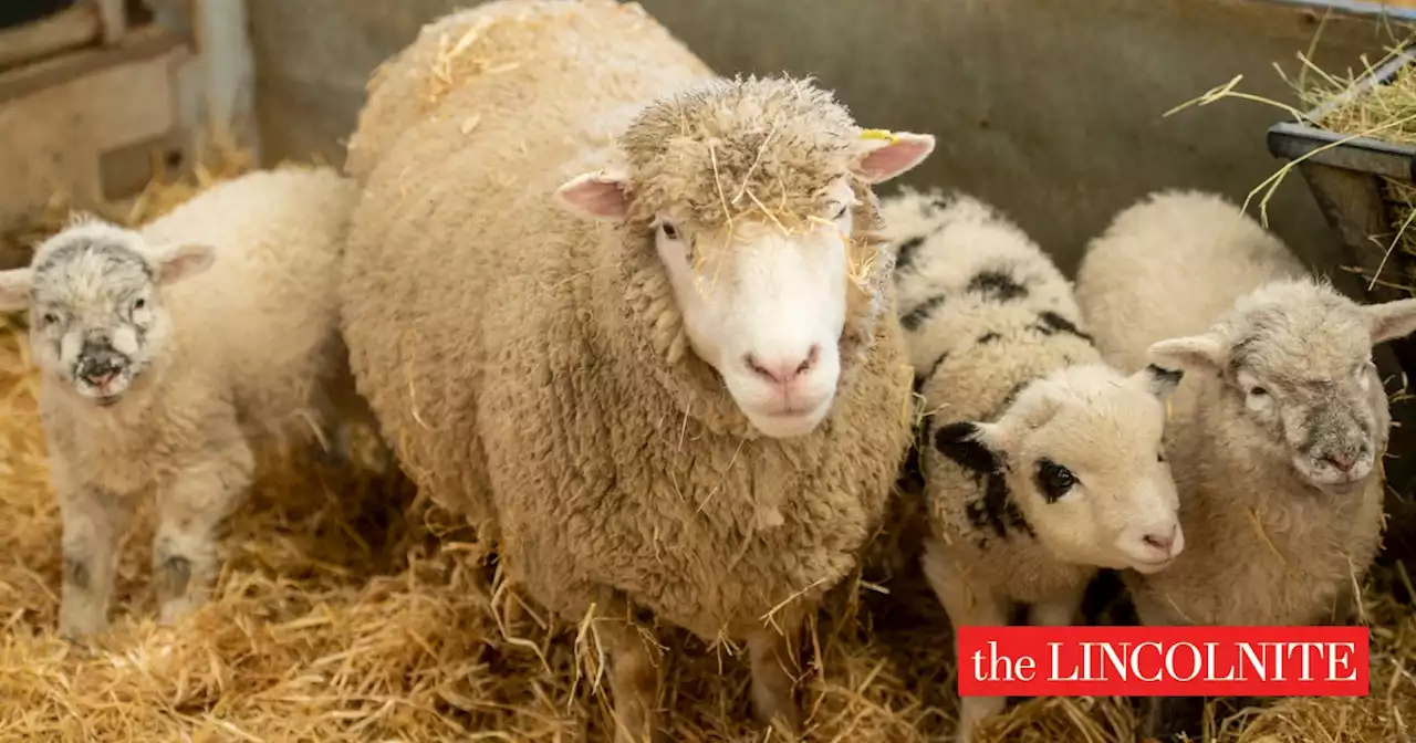 Different breeds, different dads: Remarkable lamb triplets arrive at Rand Farm