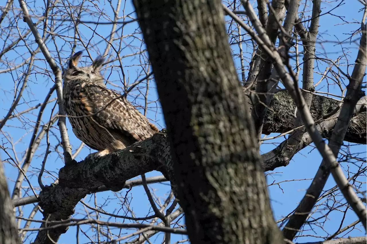 Owl Who Escaped From Zoo Is NYC’s Latest Avian Celebrity