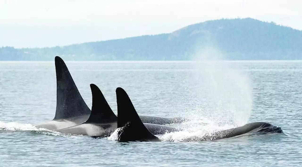 Caring for 'mama's boys' limits breeding by orca mothers, study finds