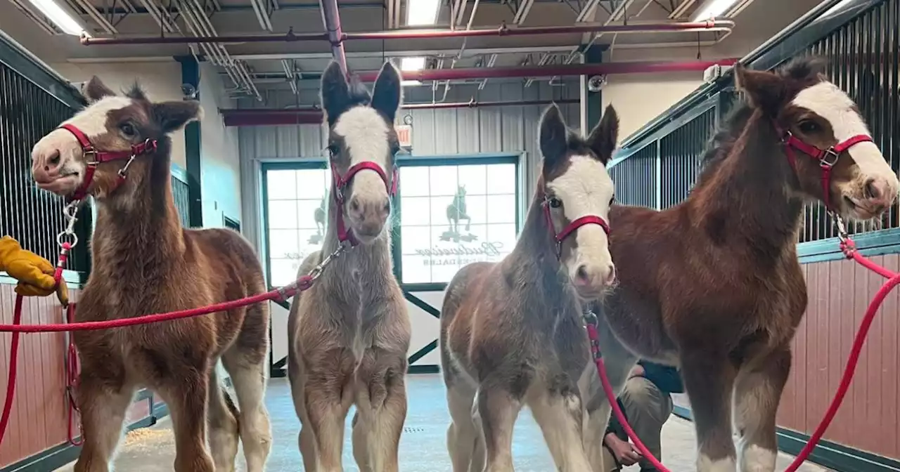 Budweiser Clydesdales welcome 4 new foals ahead of Super Bowl