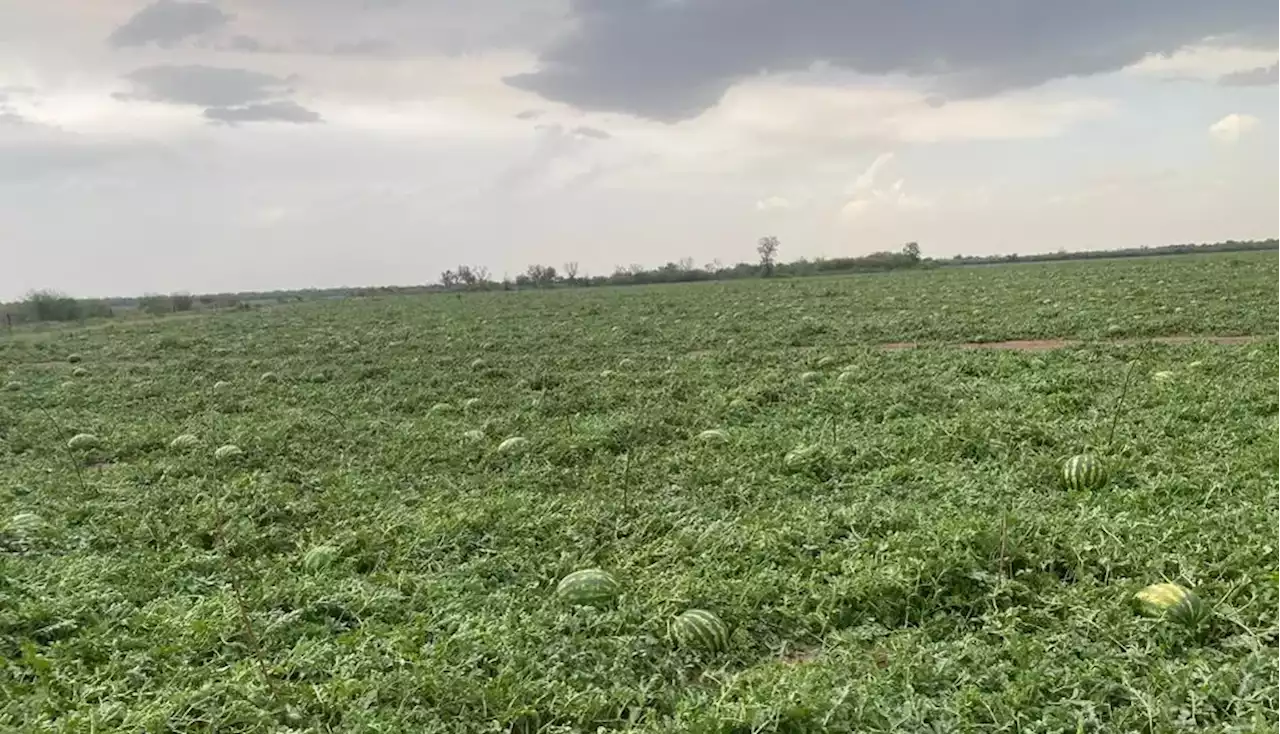 En Formosa declararon la “emergencia agrícola” para diferentes producciones de frutas y verduras