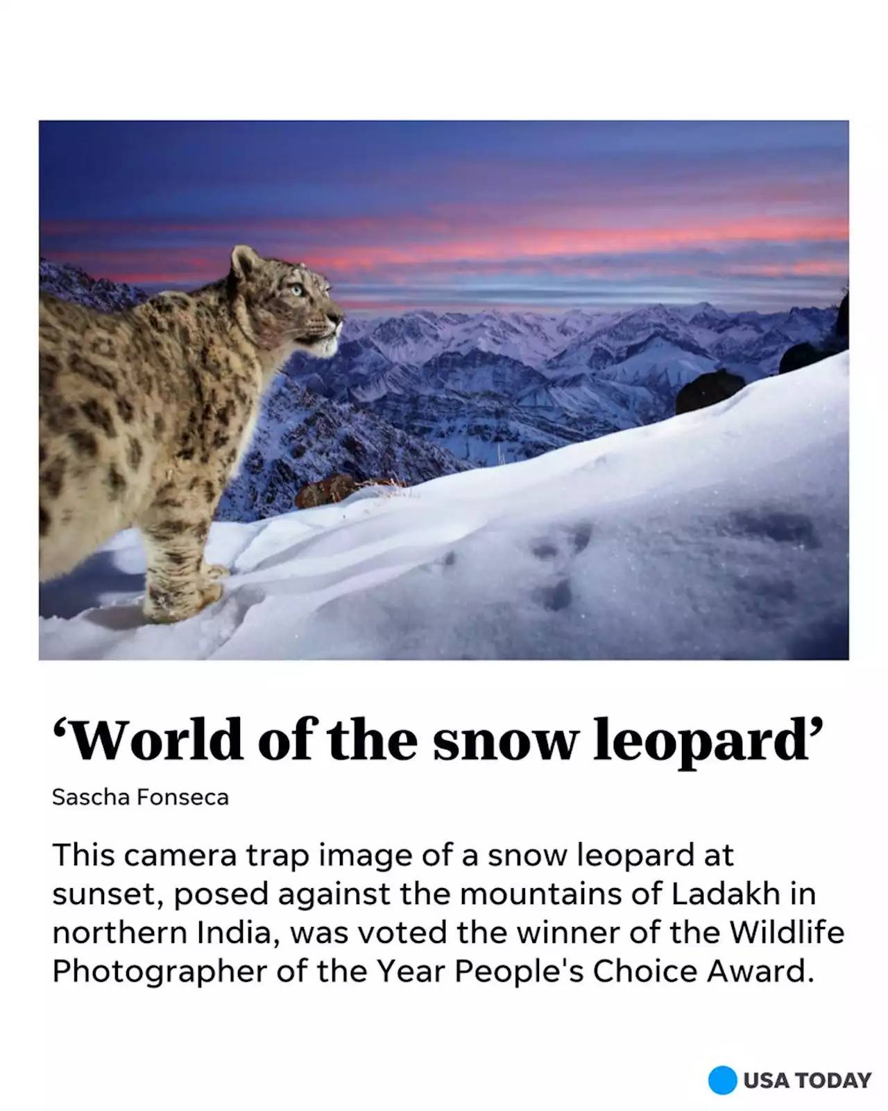 Award-winning photographer took ‘dream’ image of a leopard at sunset: See the stunning finalists