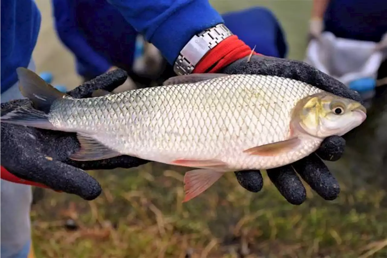 Así buscan preservar el bocachico en el Magdalena Medio