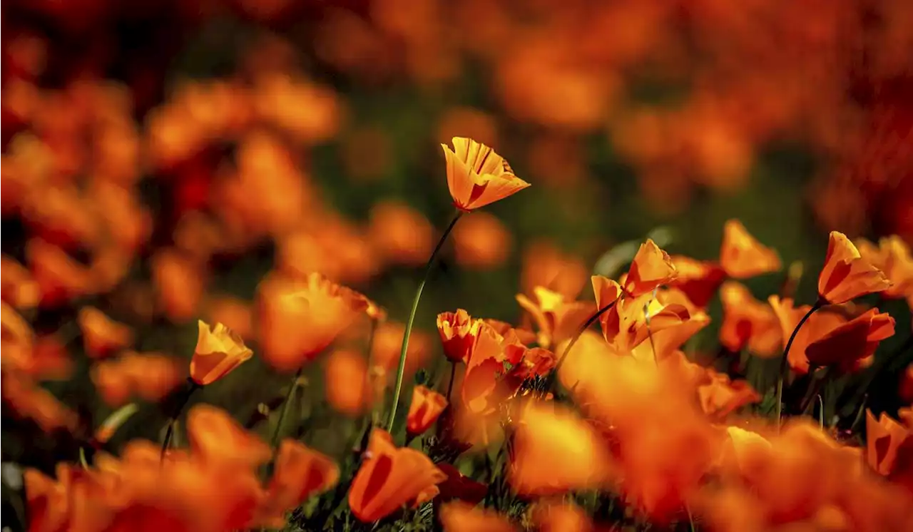 California town bans access to canyon site of 2019 poppy super bloom to avoid huge crowds