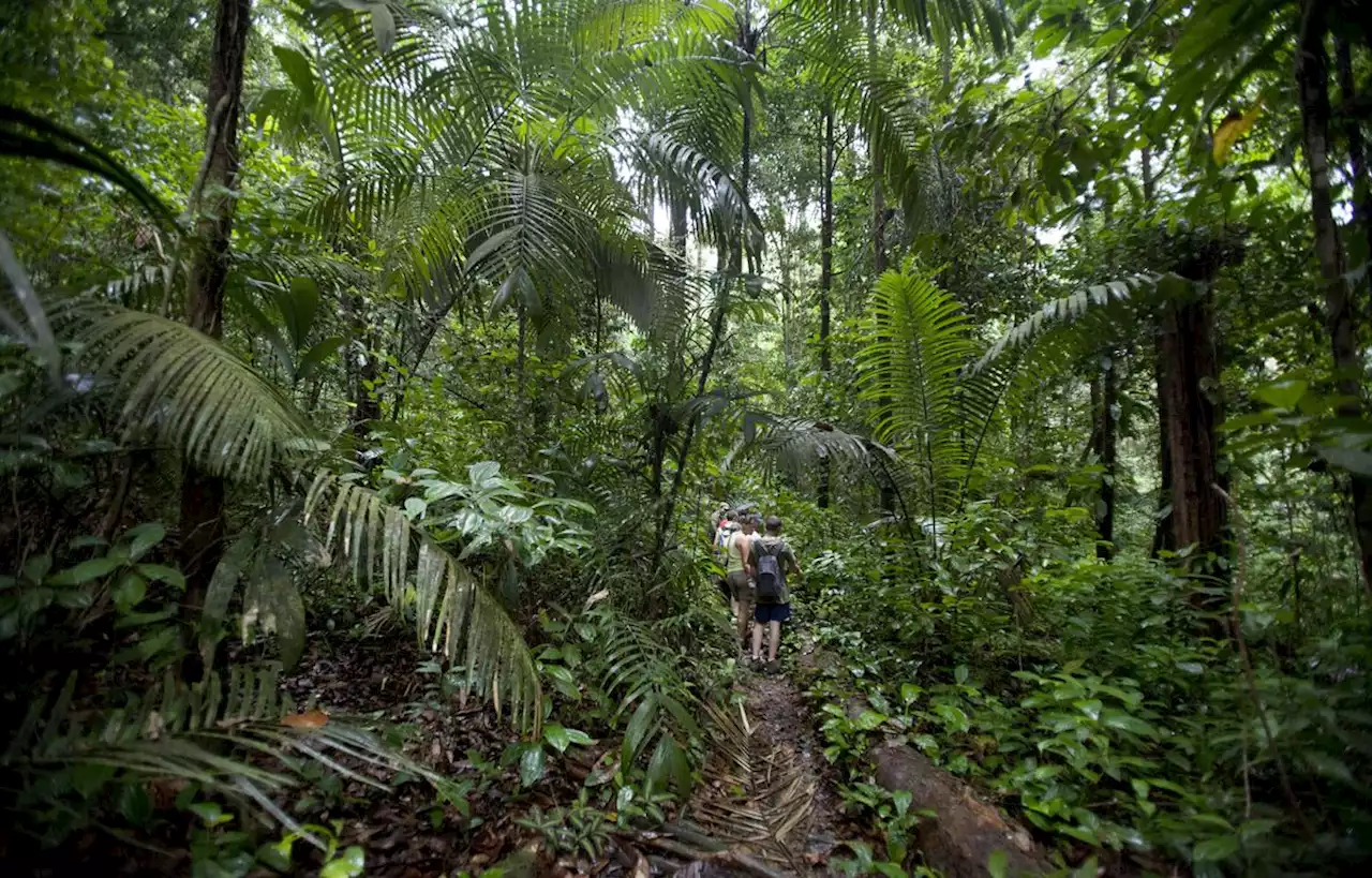 Cet homme a survécu 30 jours dans la jungle amazonienne en buvant son urine