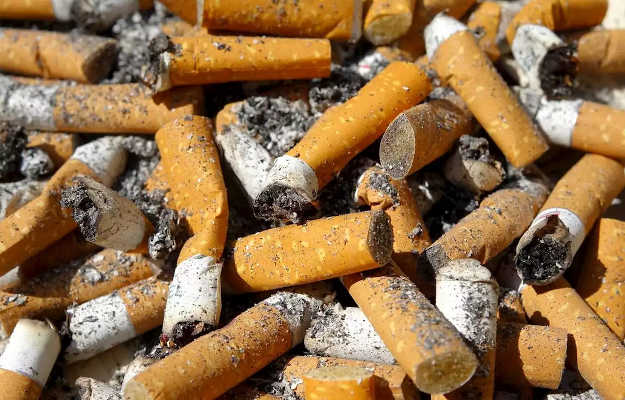 Ils transforment des mégots de cigarettes en matériaux isolants