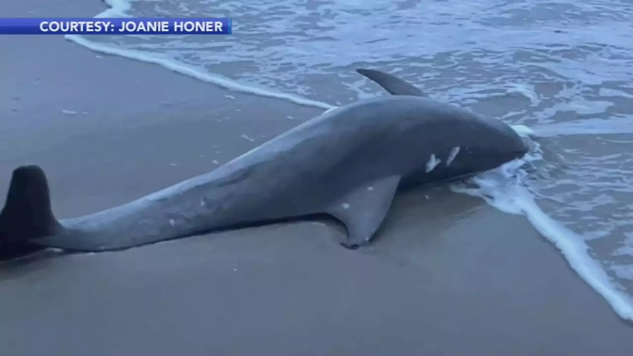 Bottlenose dolphin found dead on Avalon shore, sparks controversy over wind farms