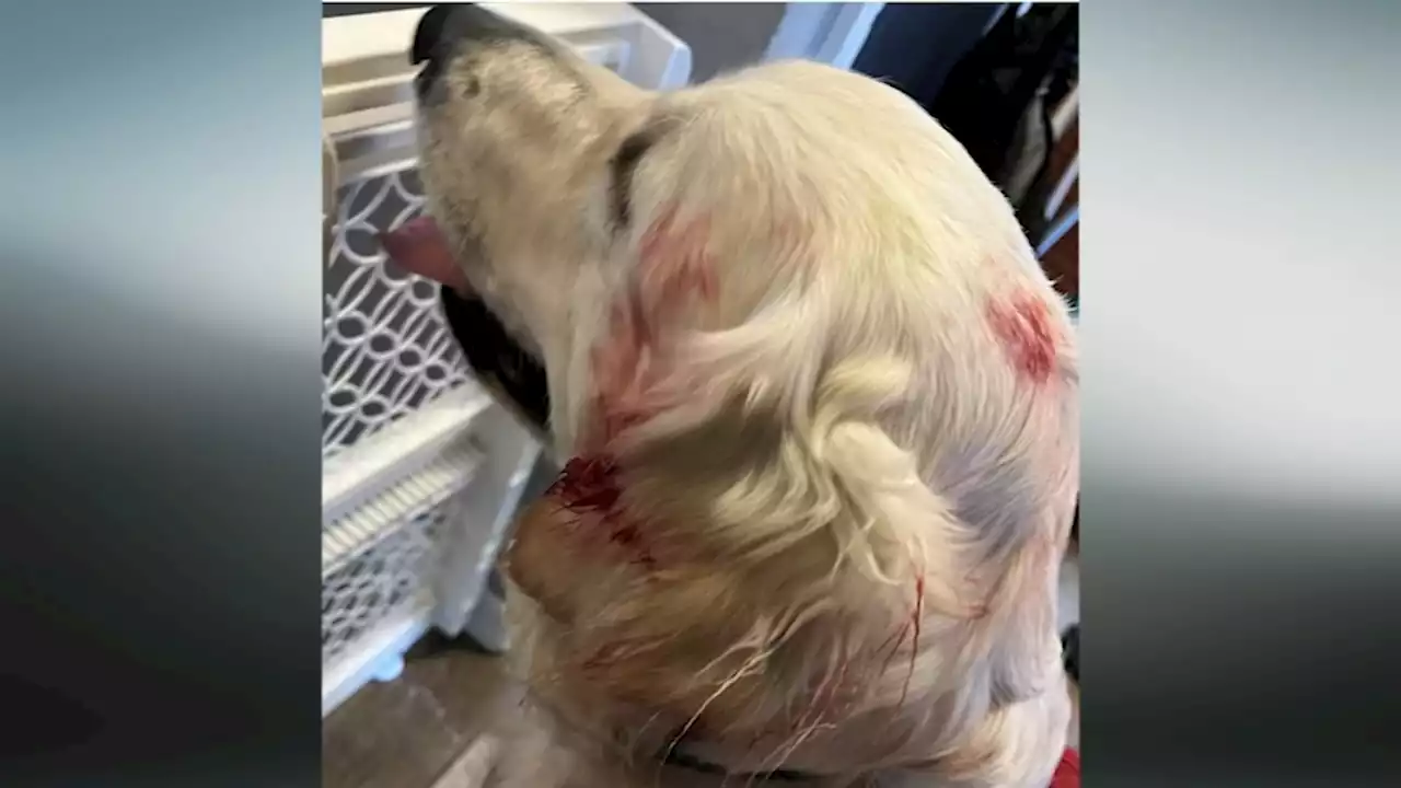 Search on for owner of dogs that attacked man while walking his own pets in Levittown