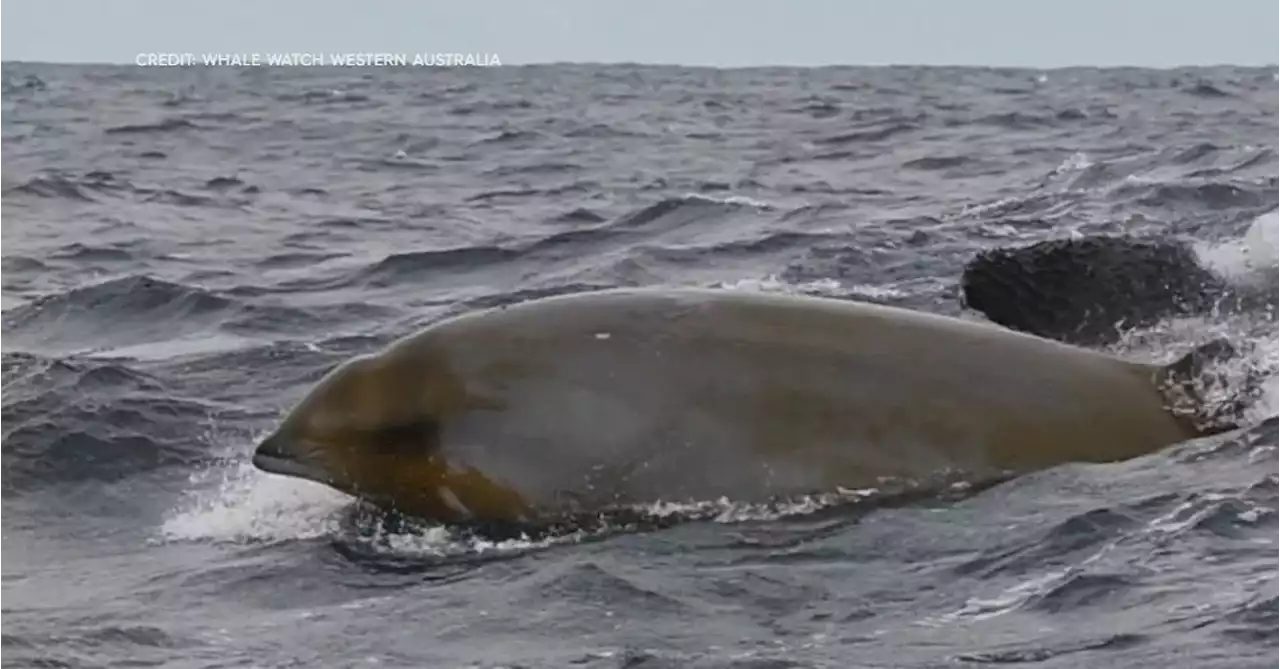 Tourists see pod of orca trap and kill whale off WA coast