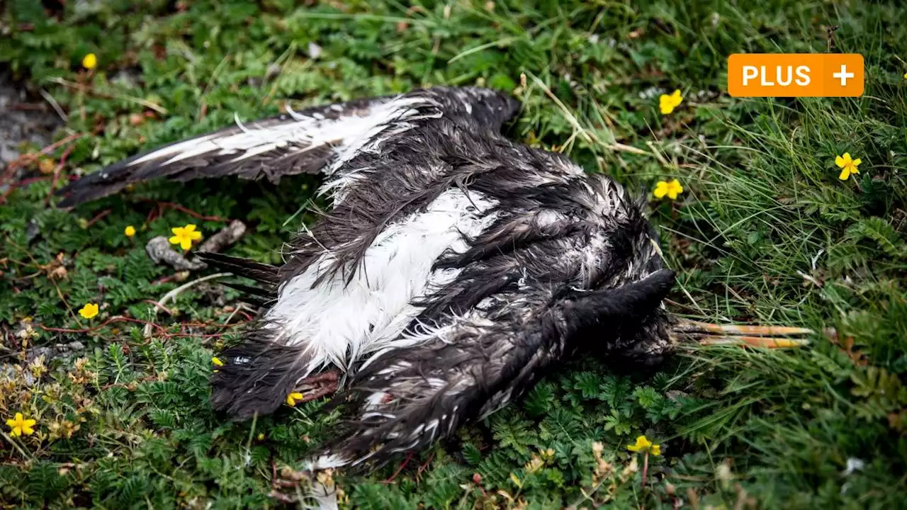 Wie gefährlich kann die Vogelgrippe für den Menschen werden?