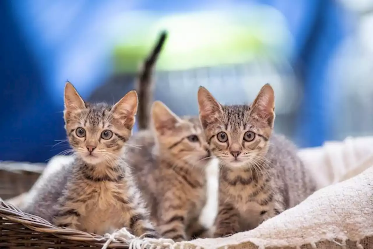 Kastrieren oder Sterilisieren gegen das «akute Katzenproblem» in der Schweiz - bauernzeitung.ch