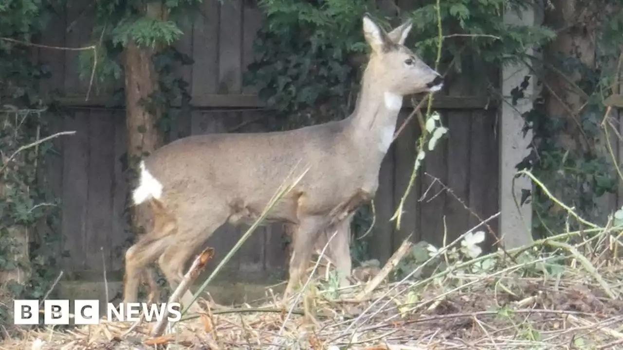 Call for deer to be safely removed from Sandiacre building site