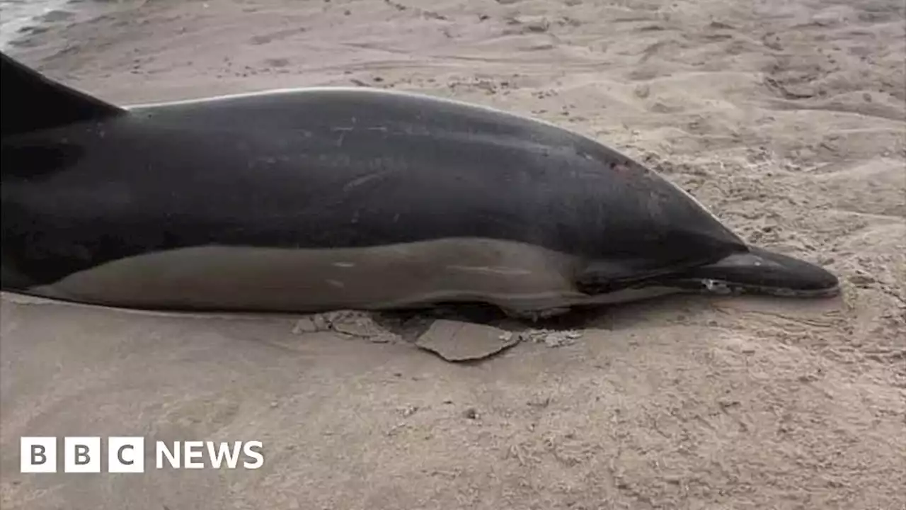 Liverpool dolphins found stranded in city miles from sea