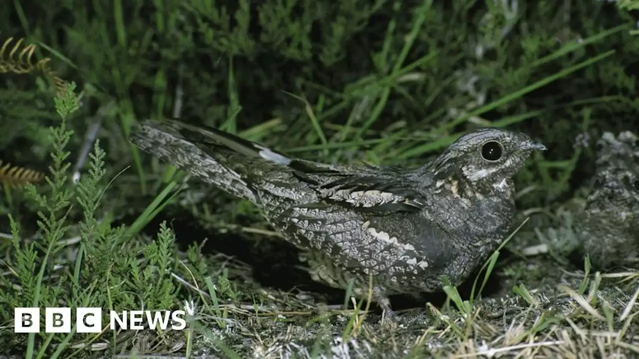 Wildlife trust takes step to protect ground-nesting birds