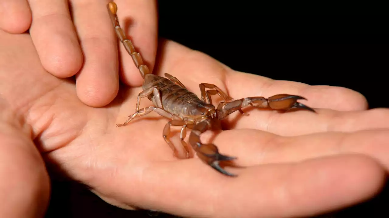 Piqué par un scorpion 'très dangereux' dans un vol Dakar-Nantes, il revient sur sa frayeur