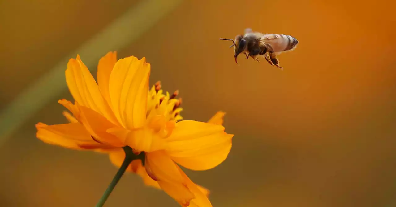 Paléontologie. Des fossiles d’insectes vieux de 280 millions d’années et couverts de pollen