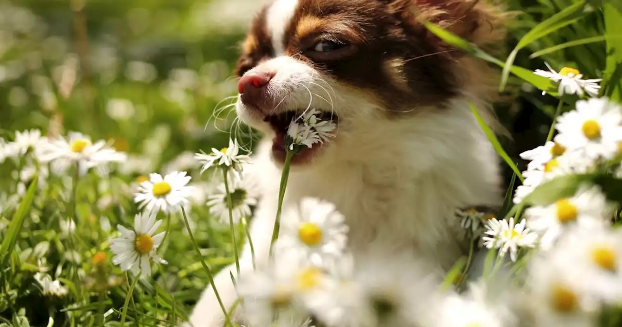 Warning to dog owners over spring flowers and plants that are toxic for pets