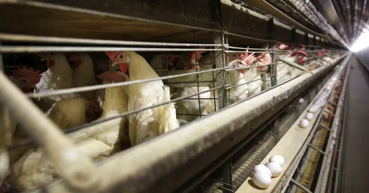 Experts seek to allay fears of human-to-human transmission after bird flu death