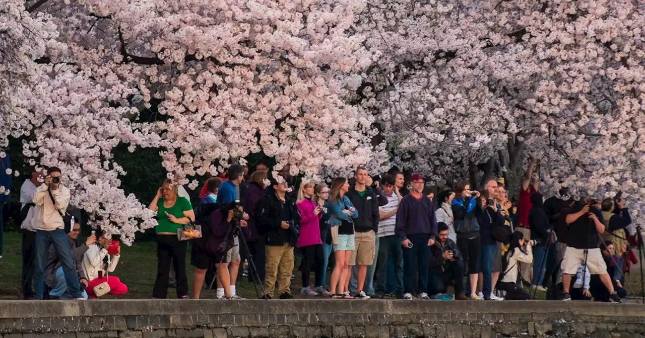 SEE IT: National Park Service announces peak bloom dates for DC's cherry blossoms