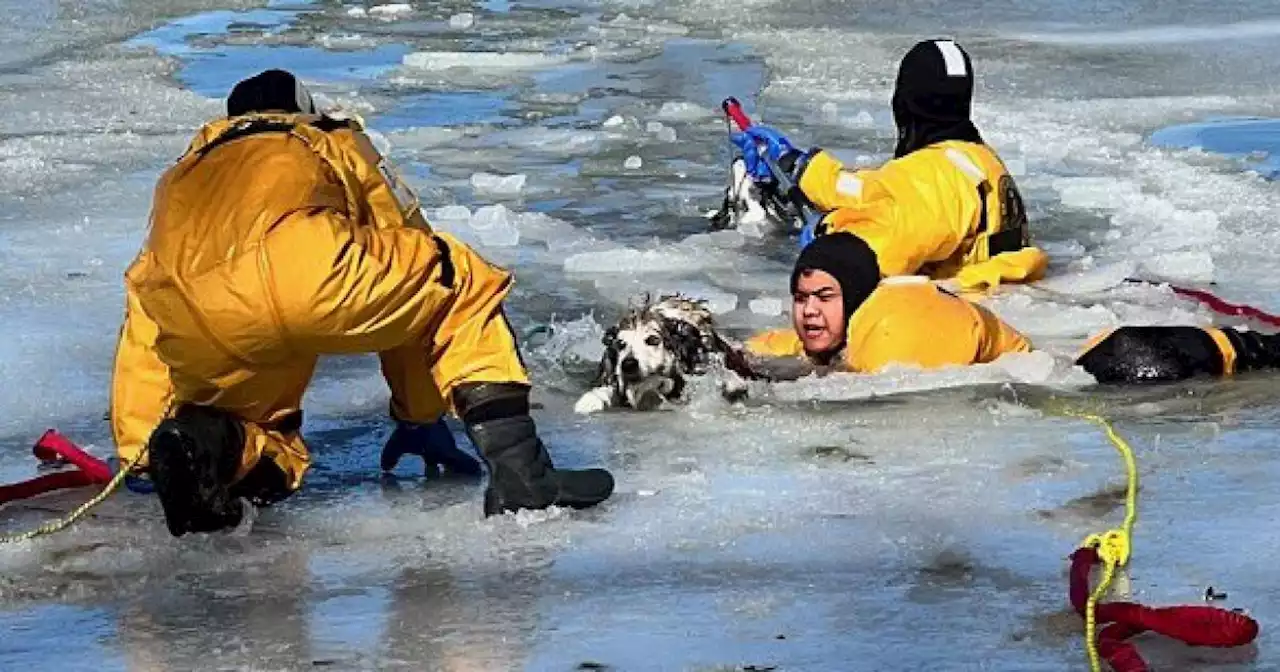 Firefighters rescue two dogs who fell through ice at Nott Lake in Thornton