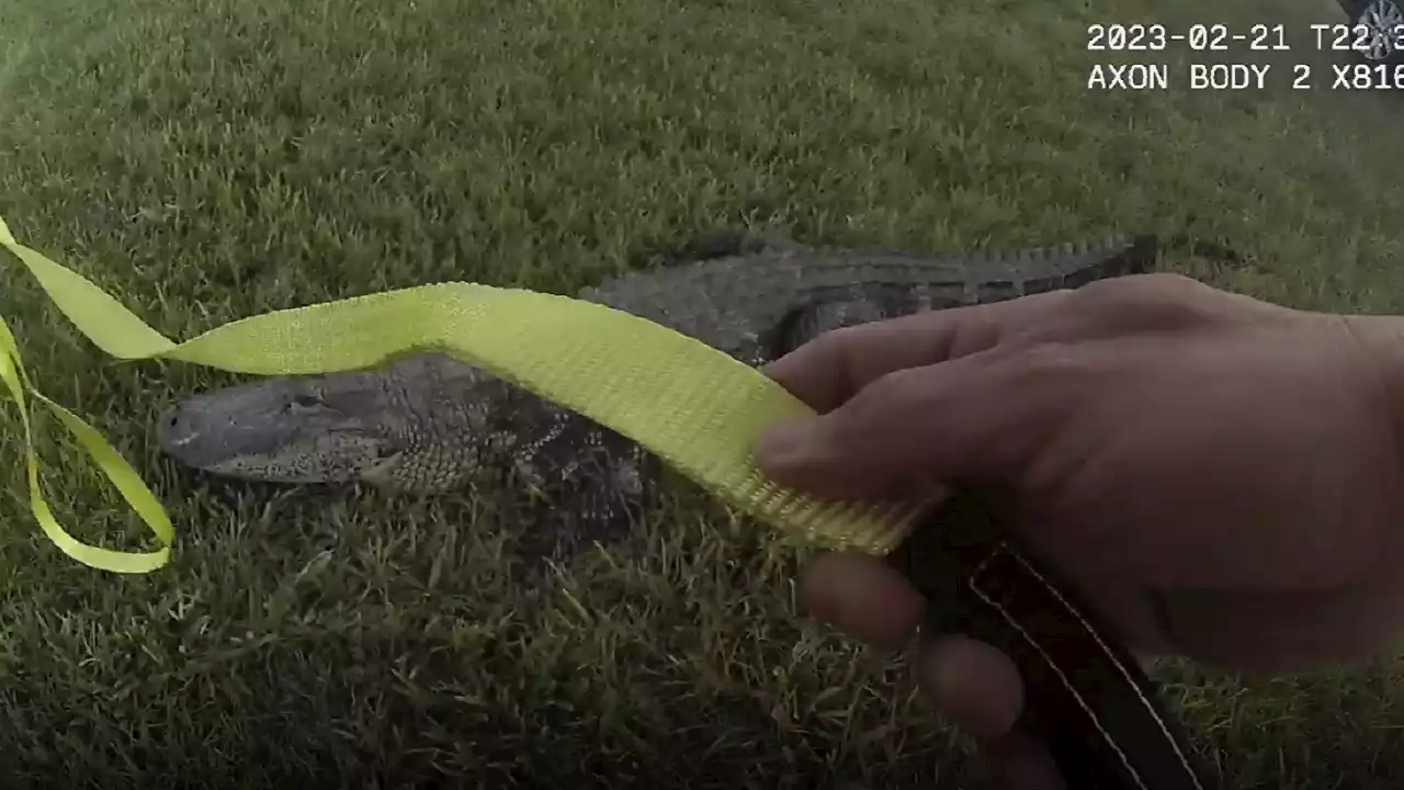 Bodycam video shows Florida police officer trapping wild alligator with strap