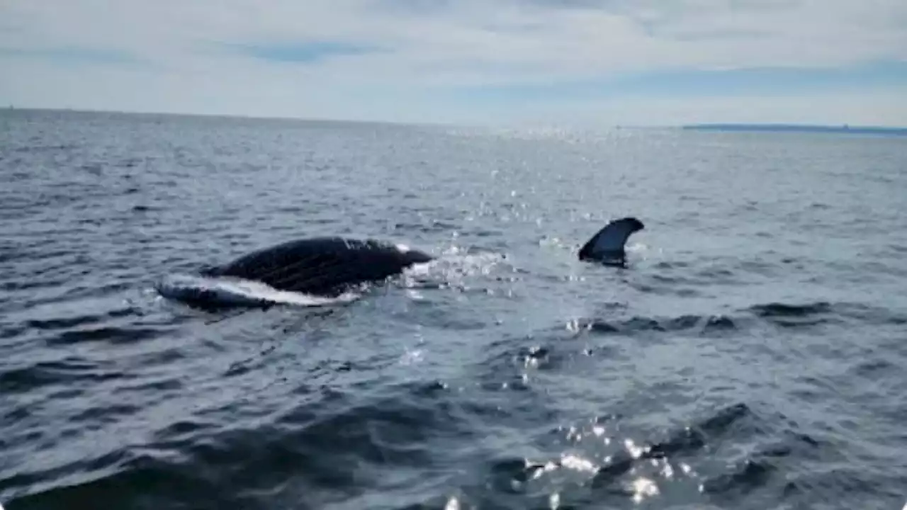 Dead humpback whale seen off New York, New Jersey coast