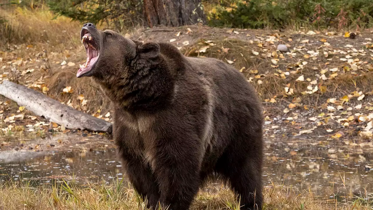 When a bear attacks, don't 'push a slower friend down,' National Park Service says