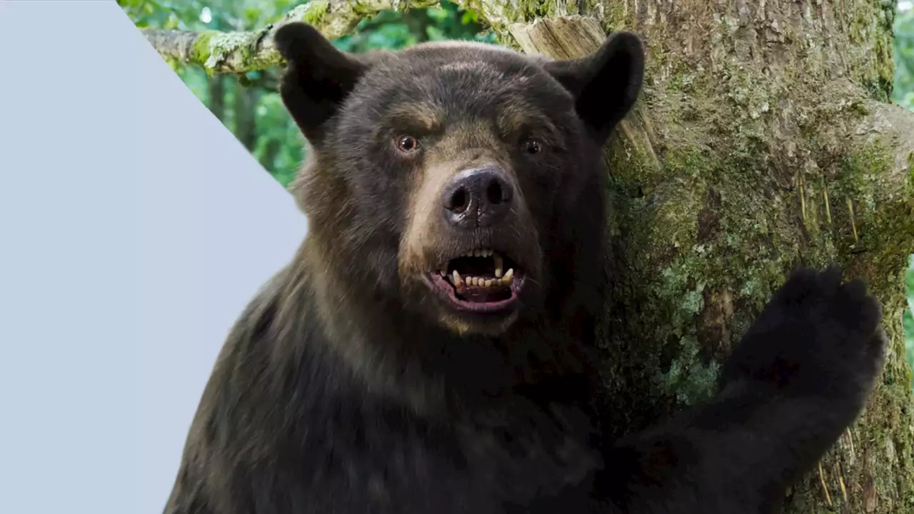 He's the subject of the new horror-comedy everyone's talking about but what happened to the real Cocaine Bear?