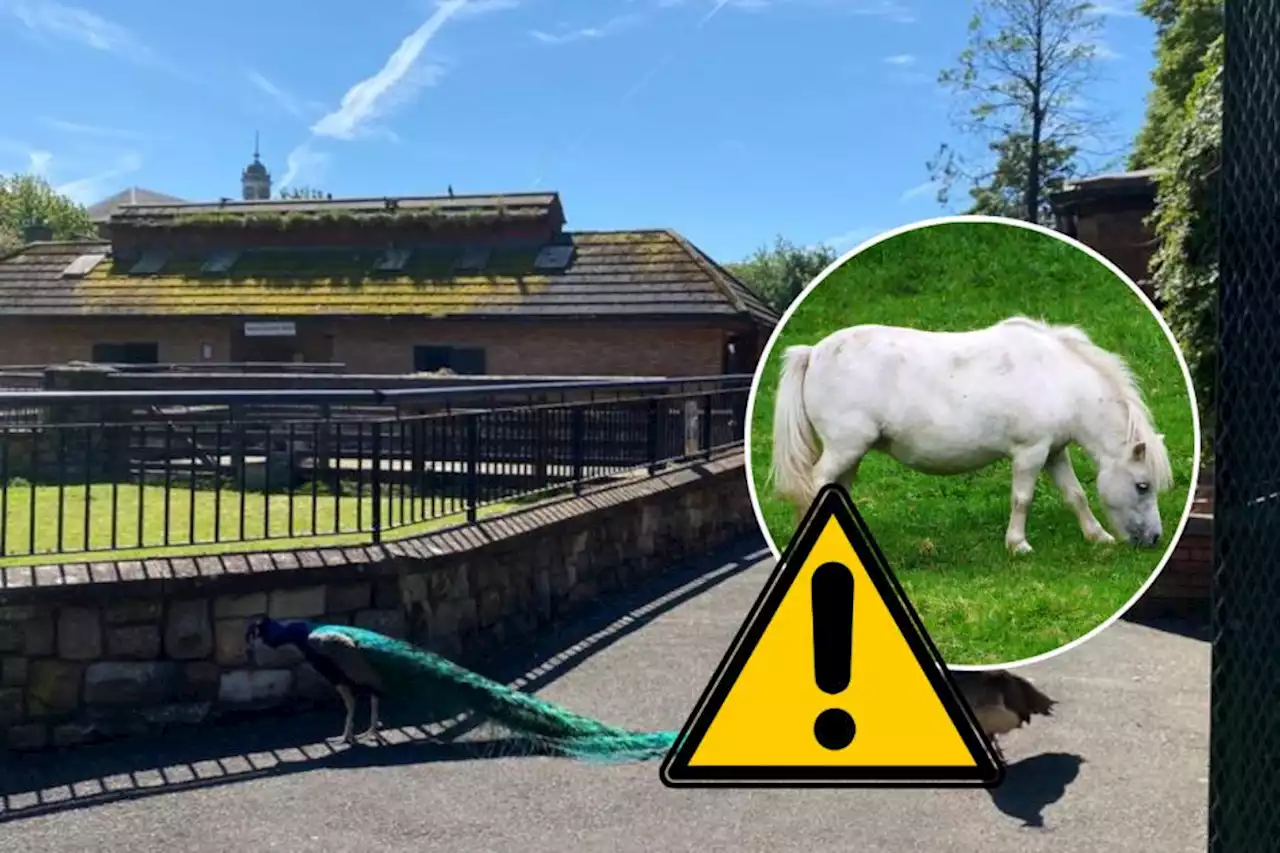 Council issues important reminder after child 'nipped' by pony at visitor farm