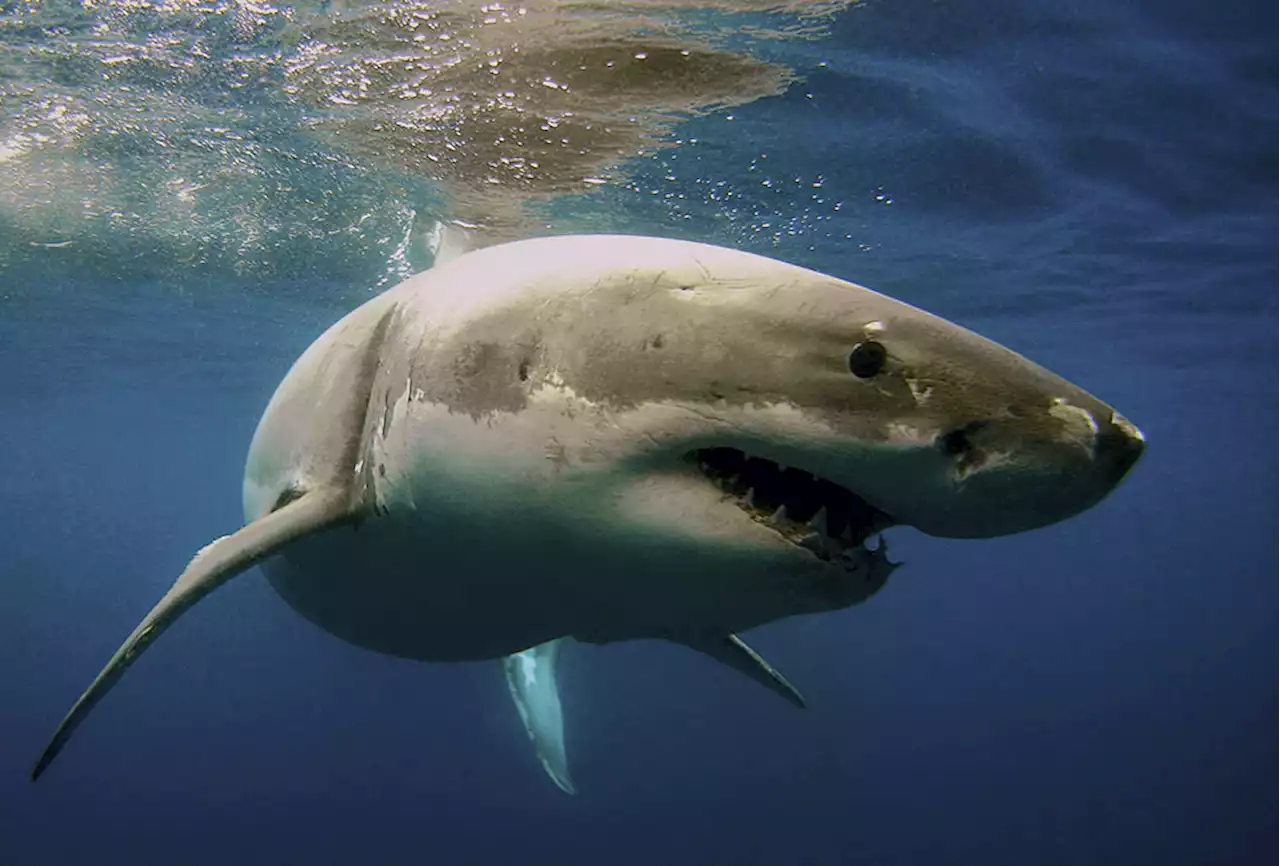 Remains of missing Argentine man found in shark