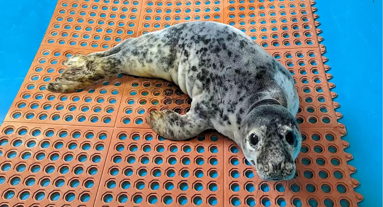 Seal wanders across Route 35 by the Jersey Shore, with a little help from cops