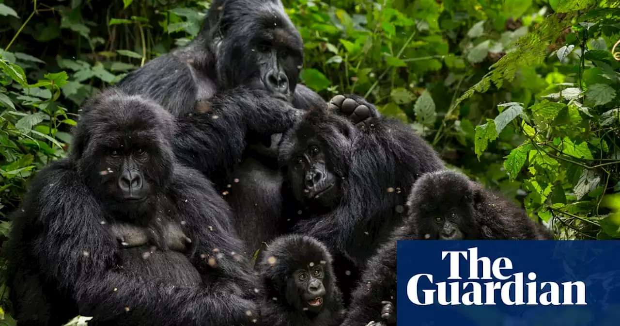 US firm to bid to turn DRC oil permits in Virunga park into conservation projects